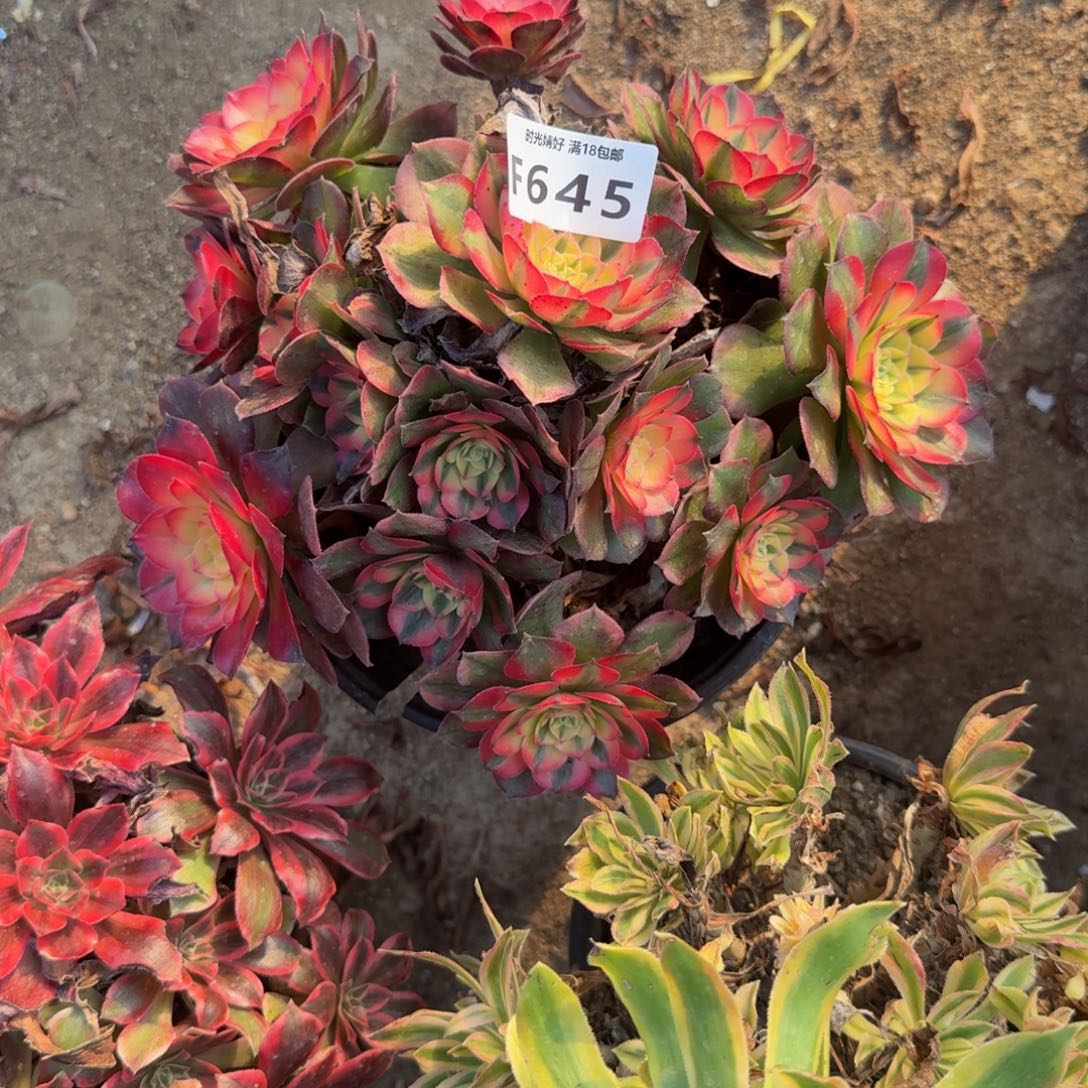 645荔枝。多肉植物