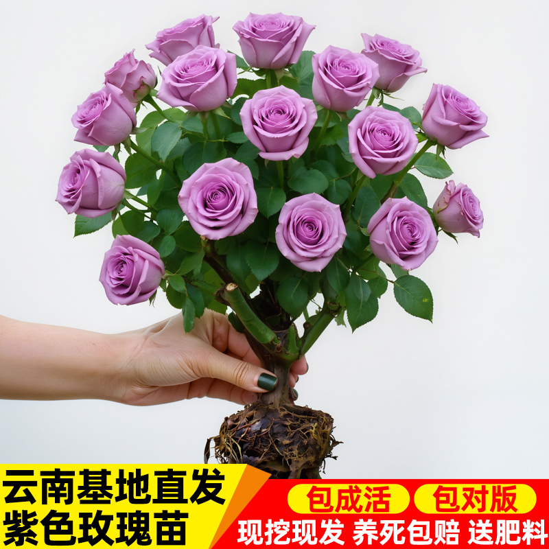 【紫色系列】云南玫瑰花老桩大苗大花浓香月季盆栽地栽室内室外好养