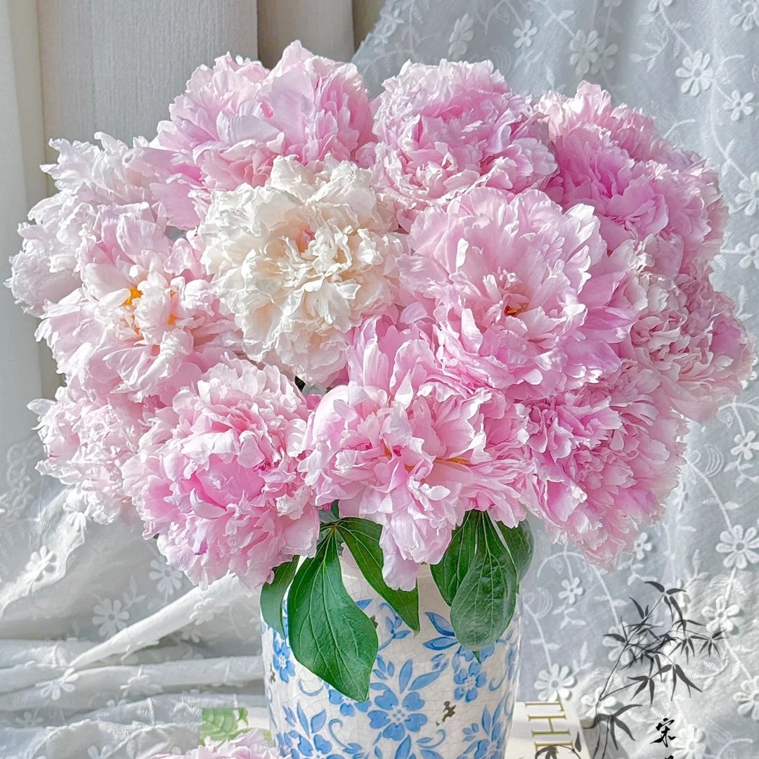 【花之物语】沙拉芍药新西兰进口  包邮