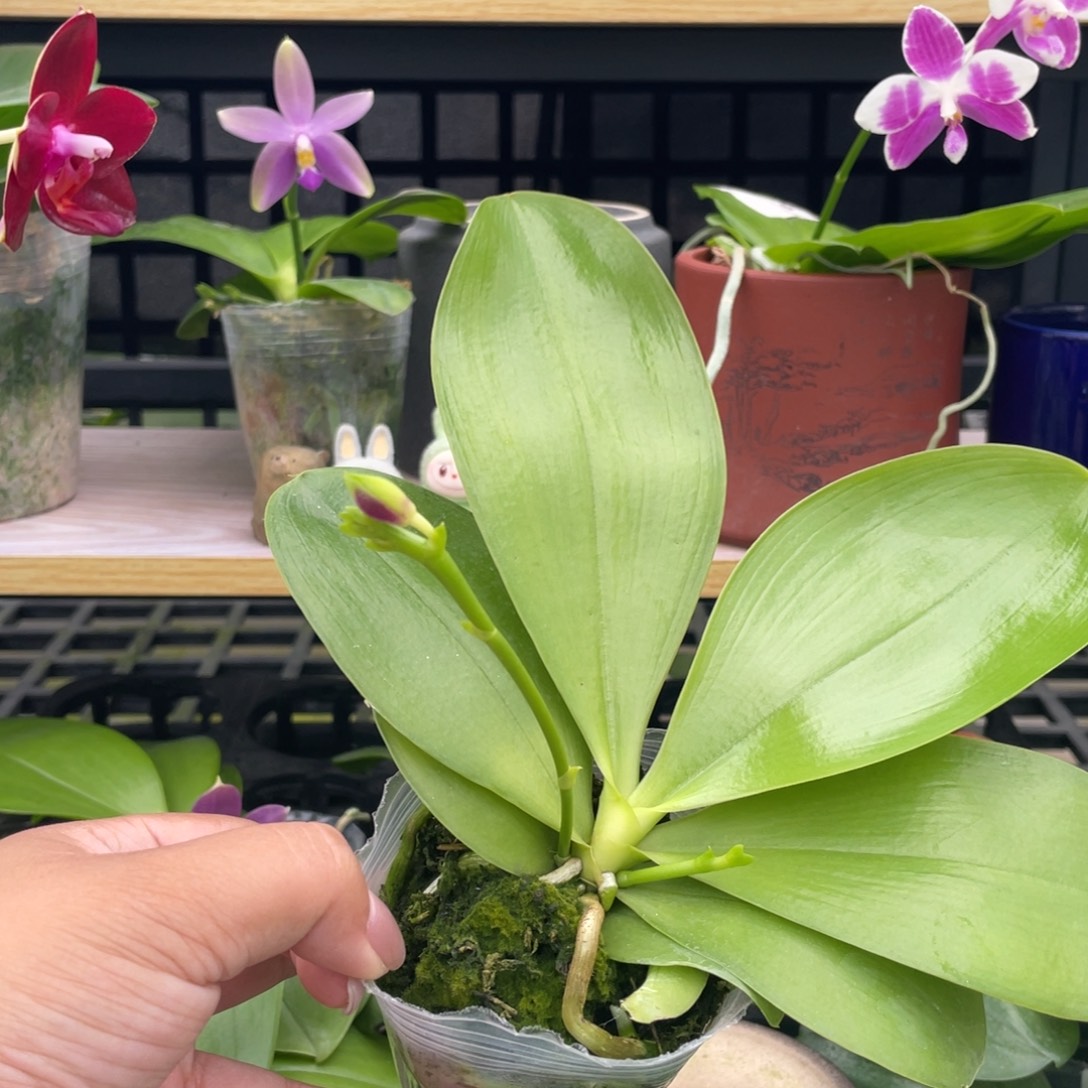 完全开放花花专拍