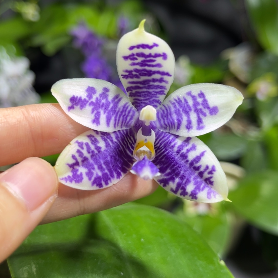 完全开放2.5寸3288开花株