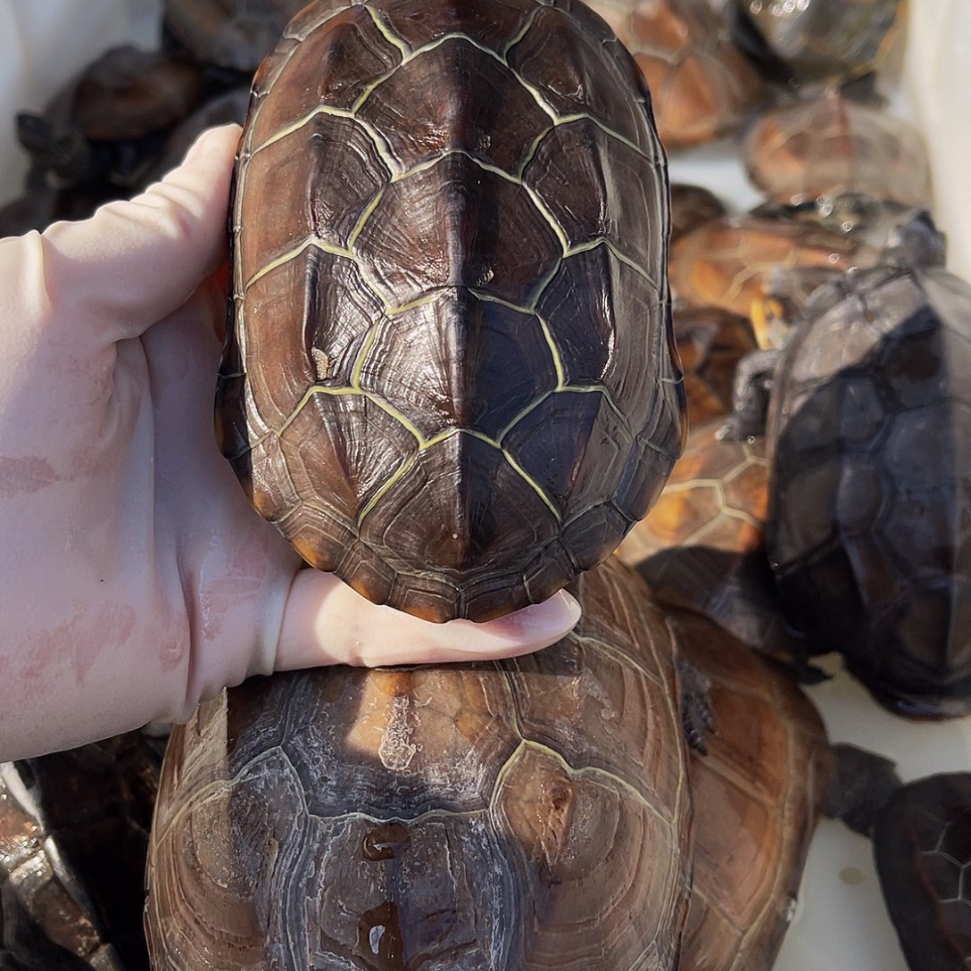 奎***狼中华草龟公母搭配