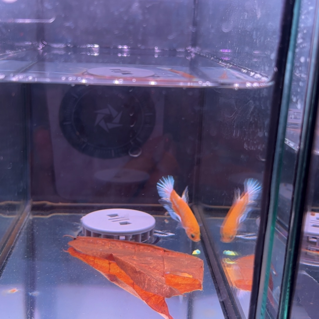 斗鱼泰国斗鱼70号