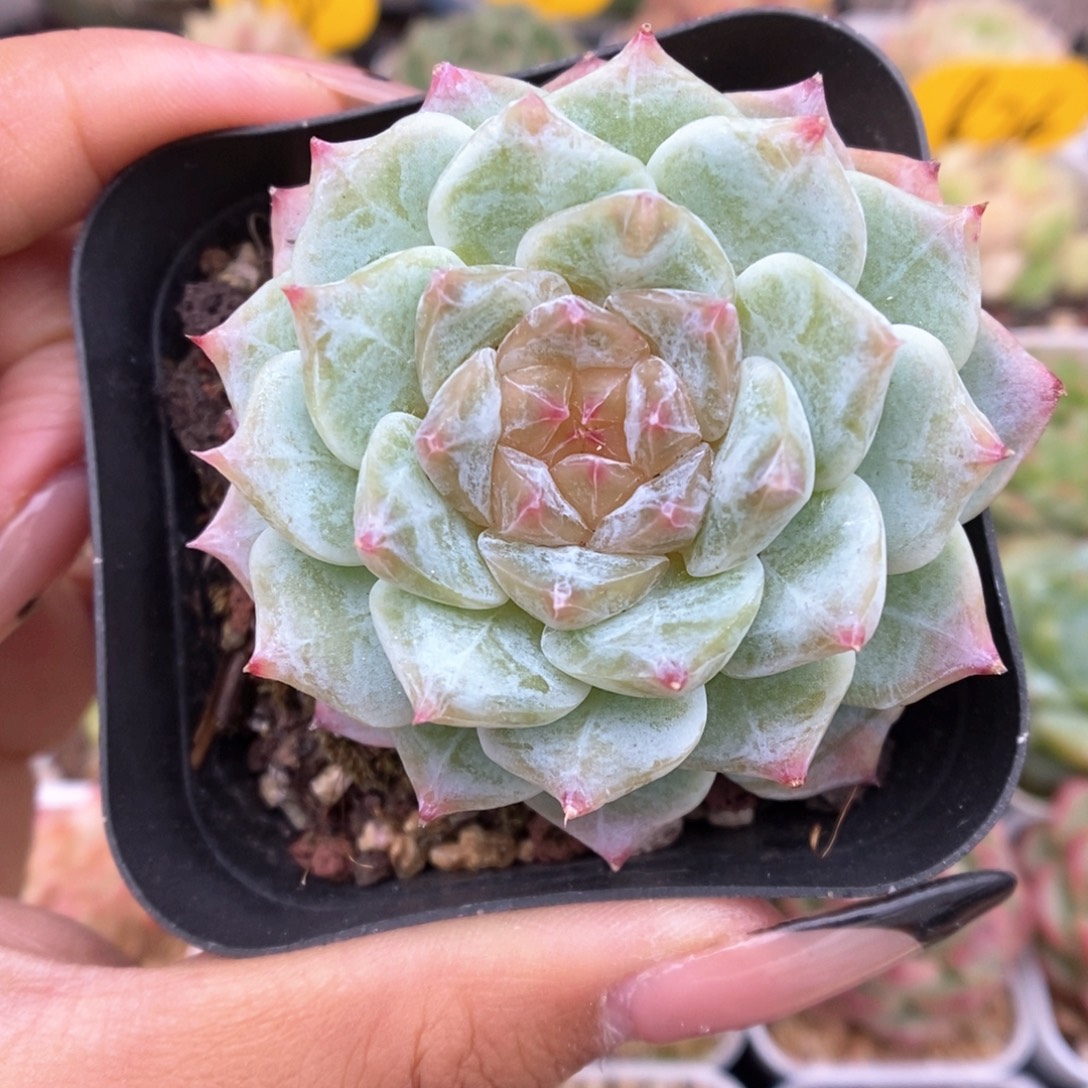 透心珍妮可拍858号