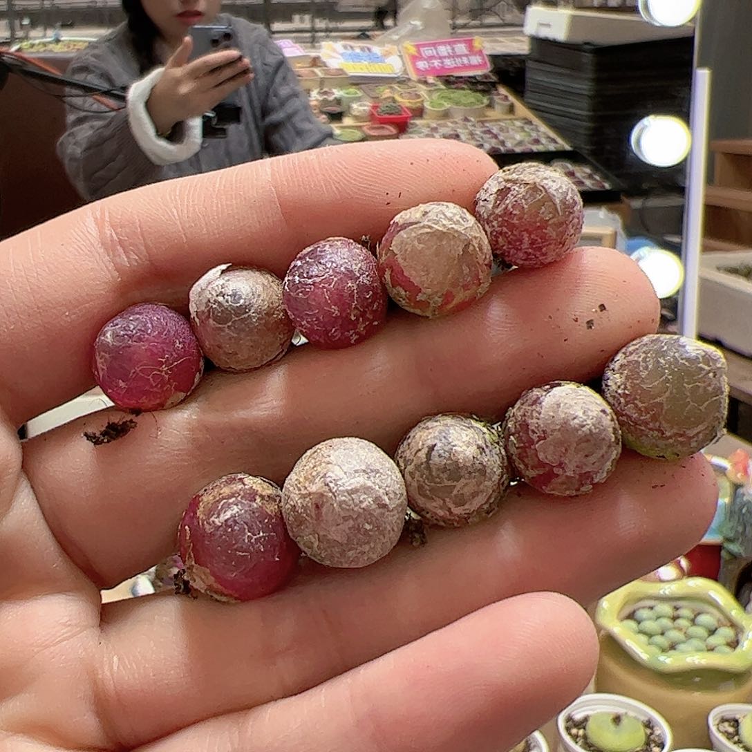 【闪购商品】224 灯泡x10