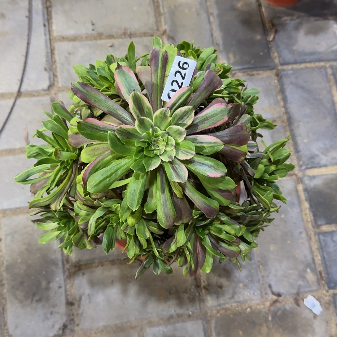 226粉黛44冠服24左右