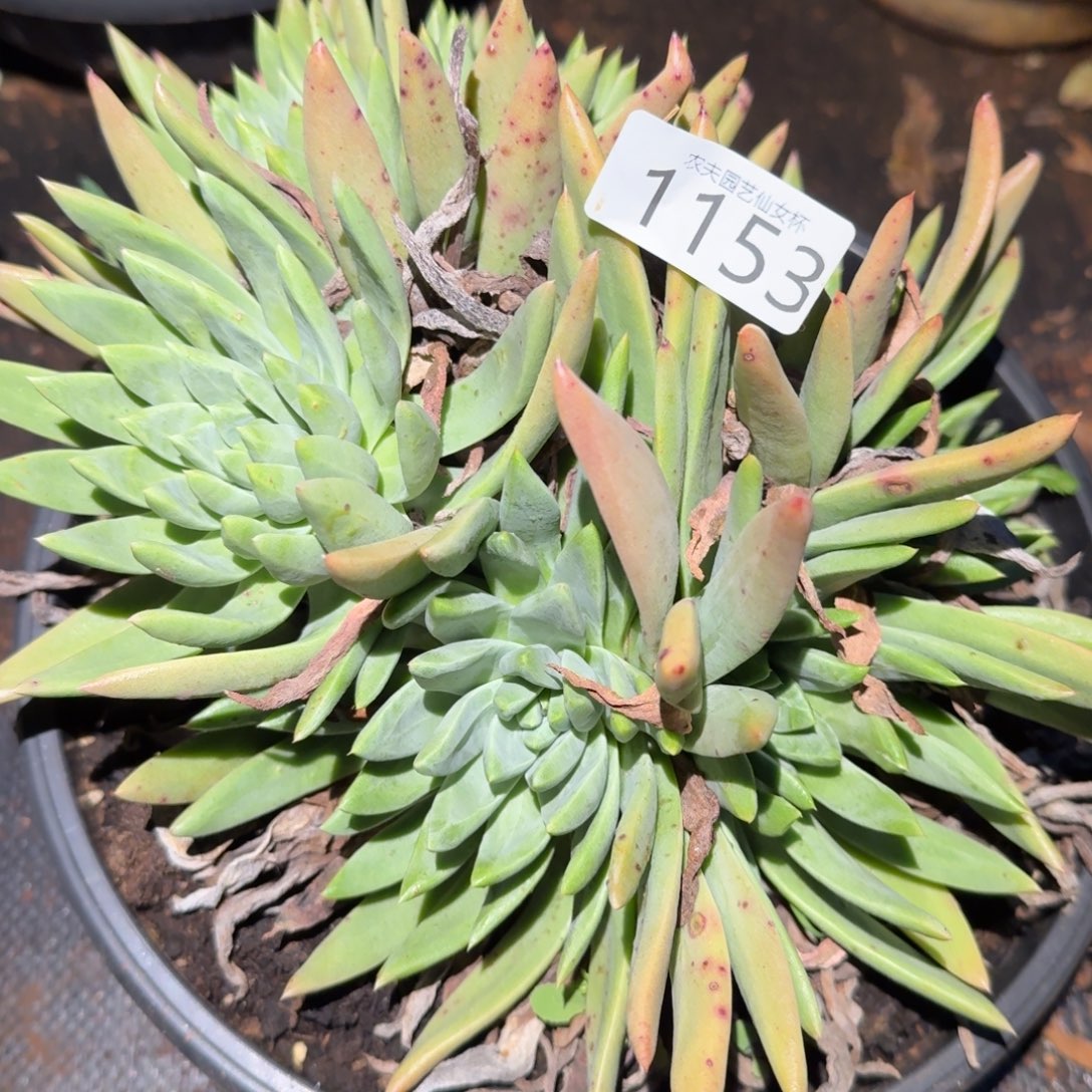 3代杂交仙女杯多肉