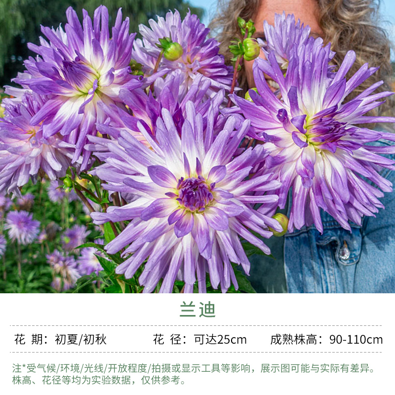 天狼大丽花球根兰迪