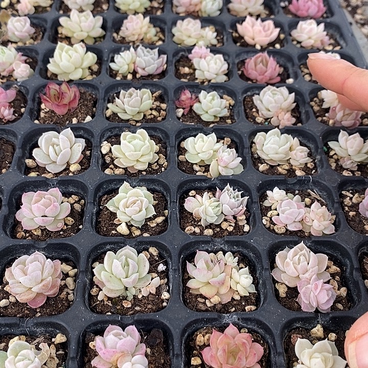 80 多肉植物盆栽花卉
