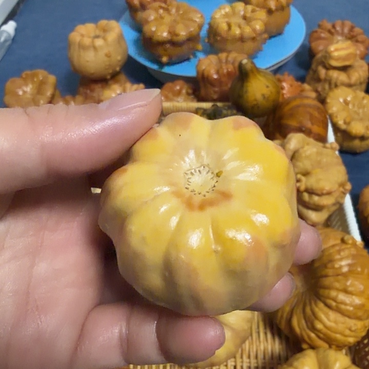 维***一墨西哥七彩疙瘩葫芦
