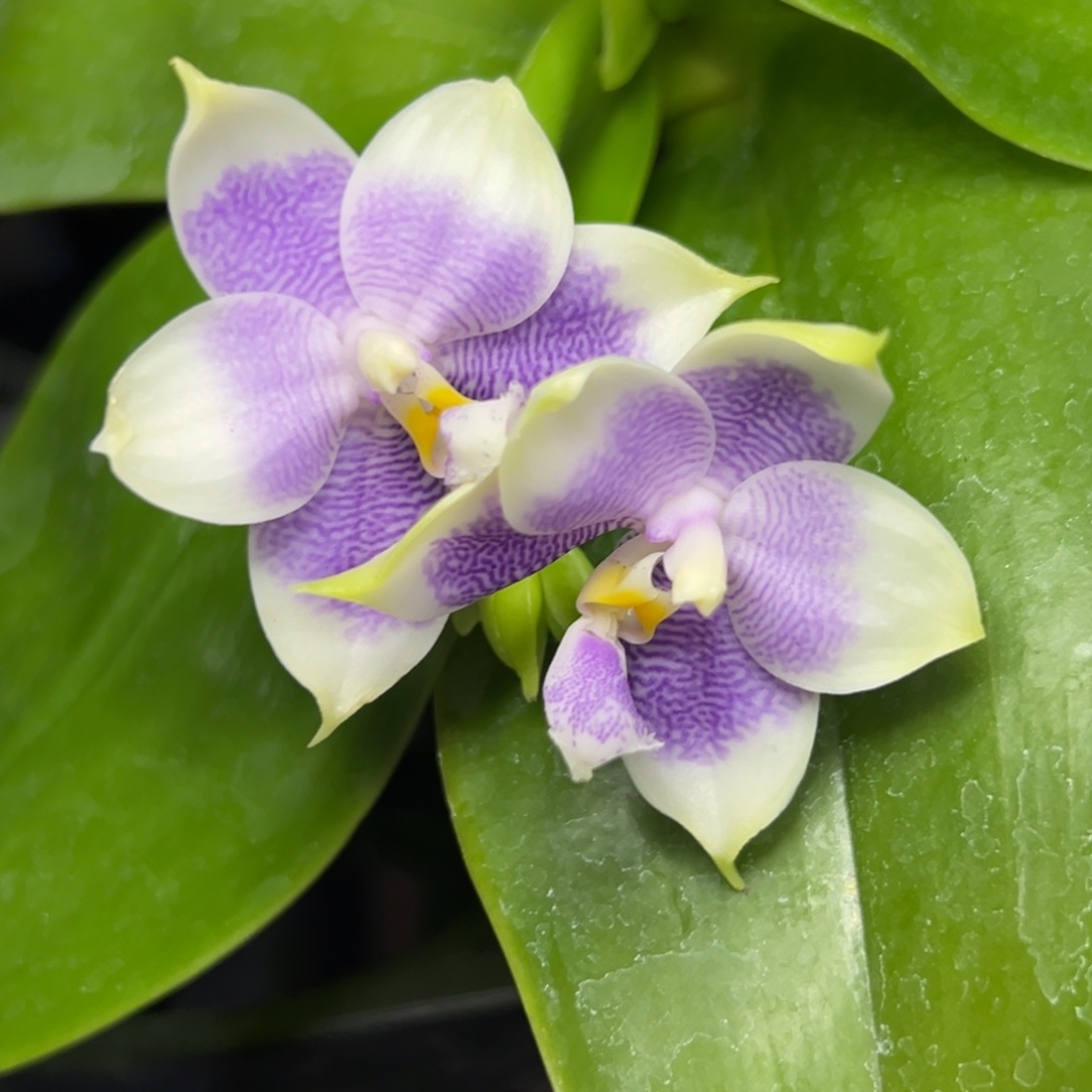 完全开放l378三寸ys1166