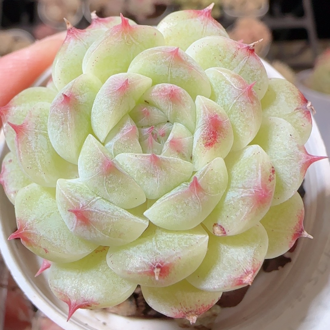 花语多肉1229-234海王