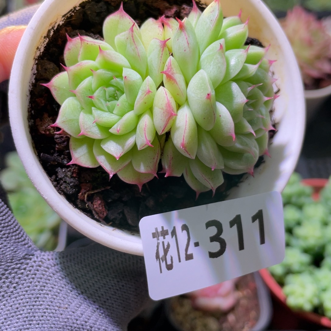 花利美12-311海王 