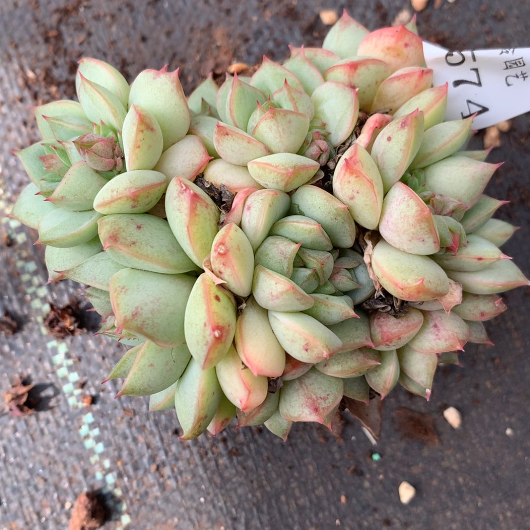 5574杂交精品基地9厘米