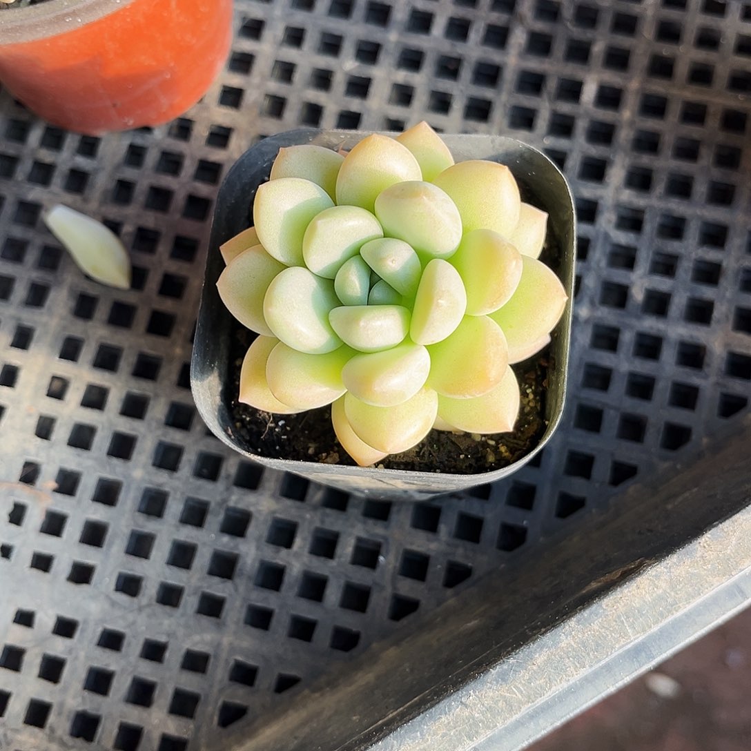 听***.113吨肉植物生产技术