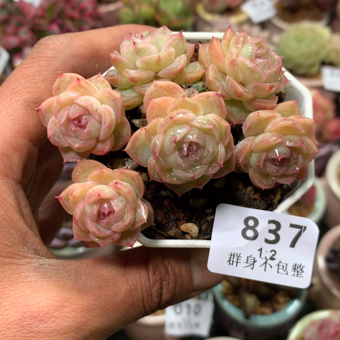 精控拇指盆1.2837