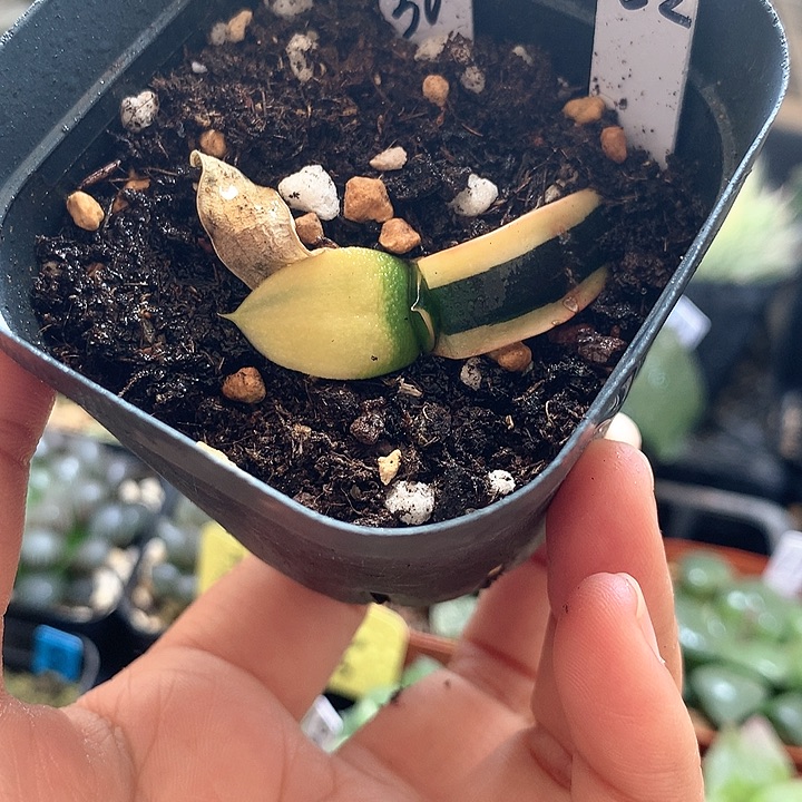 卧牛锦一物一拍带盆