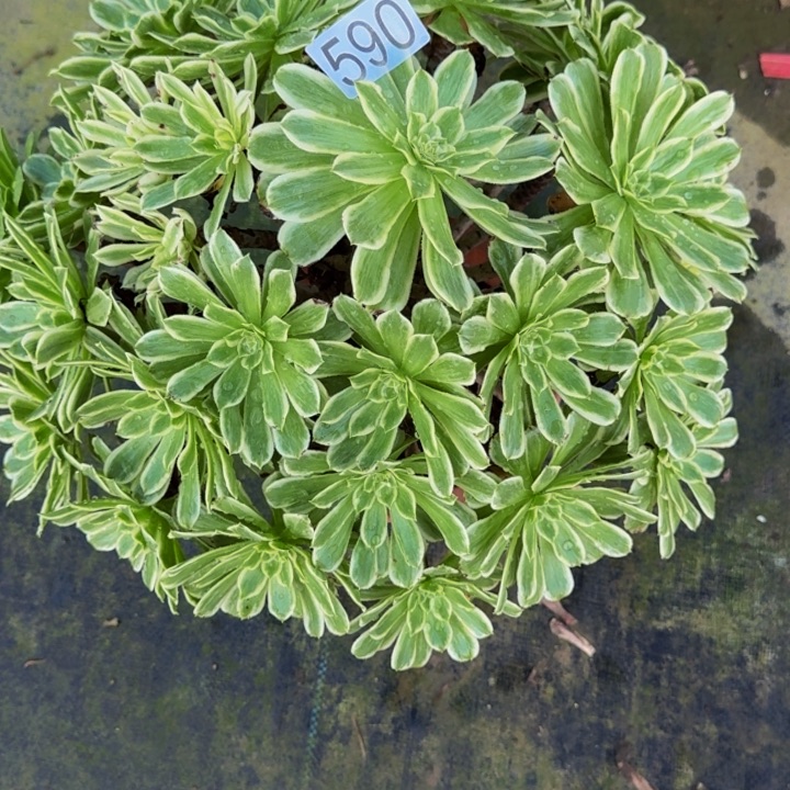 000000000000590碧浪