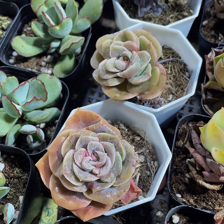 石化可爱玫瑰带盆土