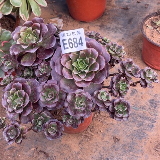 684枚金玫瑰不包断枝