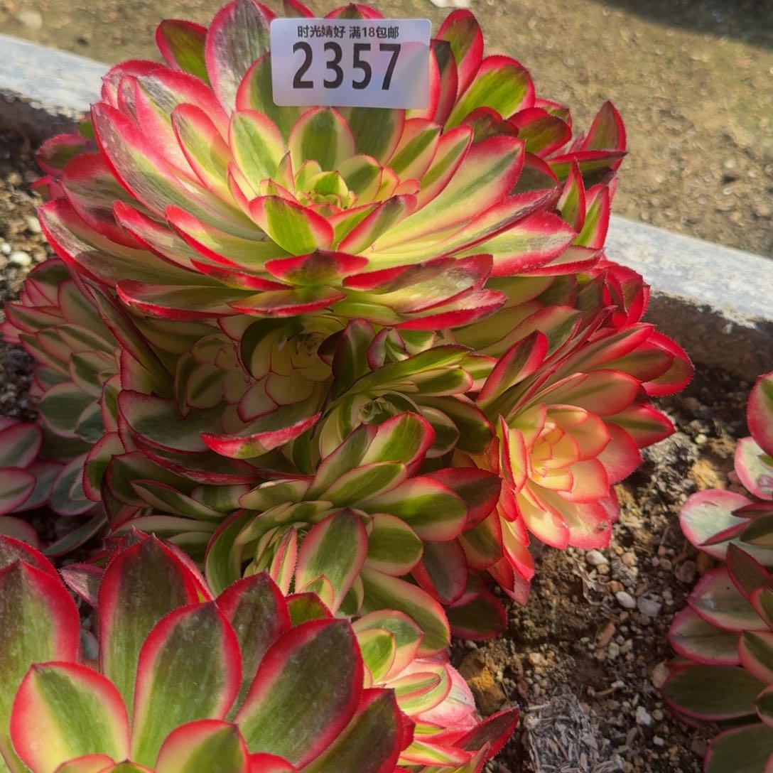 2351荔枝多肉植物