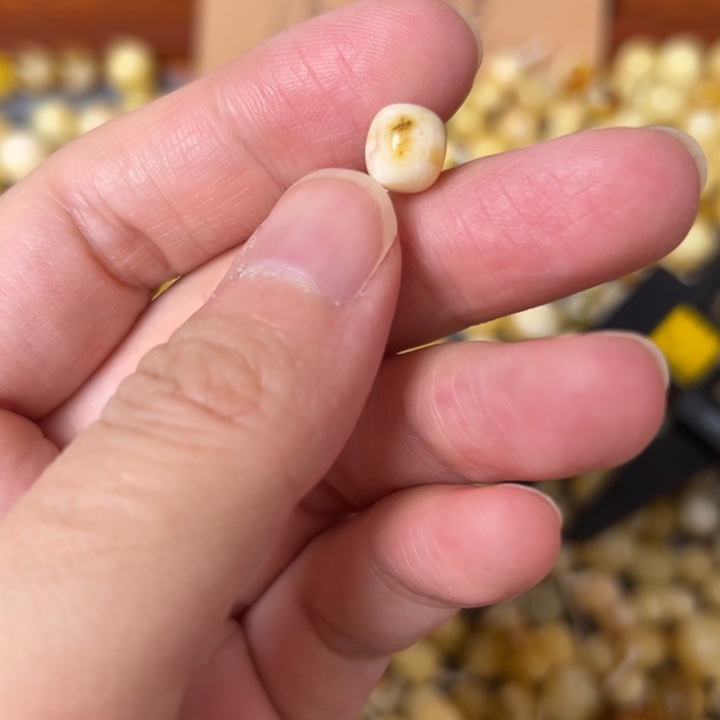 蜜蜡未镶嵌裸石7.9mm一个