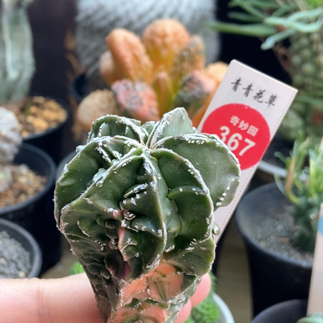 实生银沙核桃鸾凤玉锦4.7cm