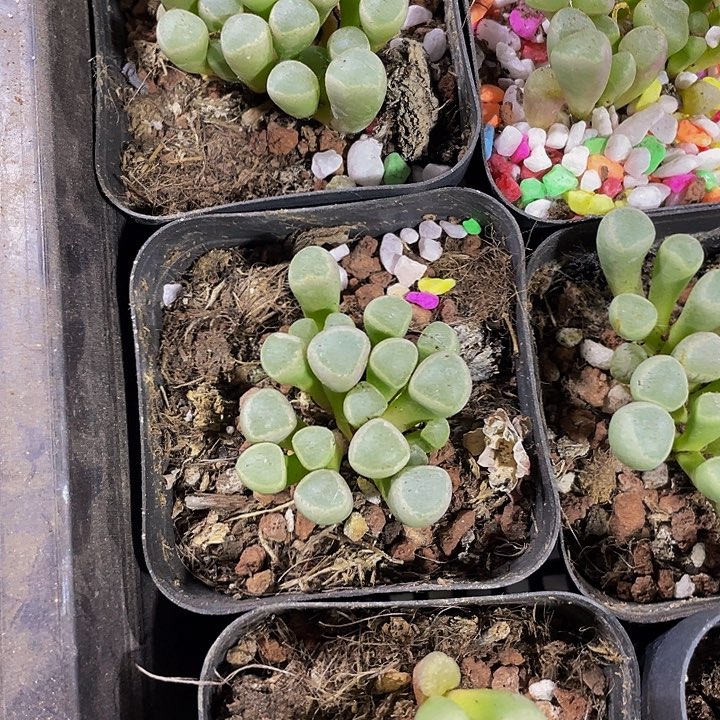 2.8的五十铃玉带盆土