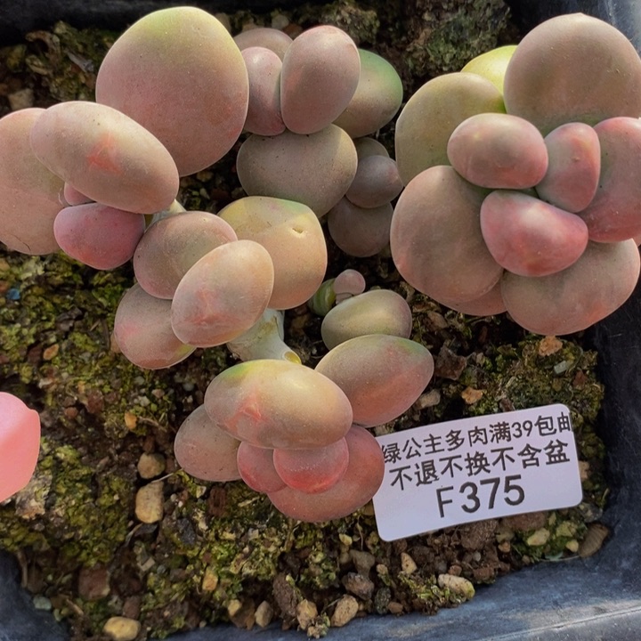 芒果奶9cm375多肉