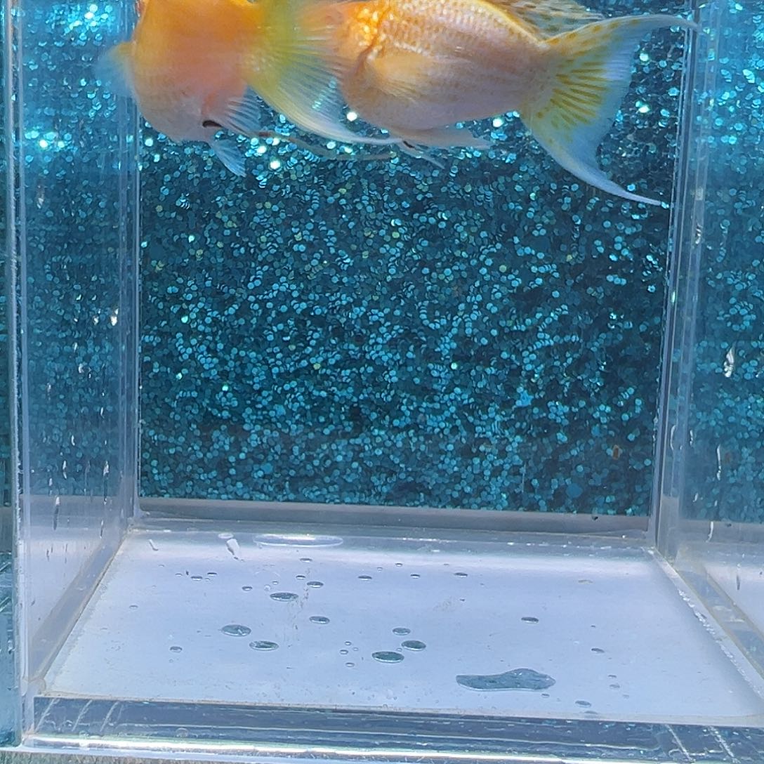 孔雀鱼黄金红眼玛丽一对0021