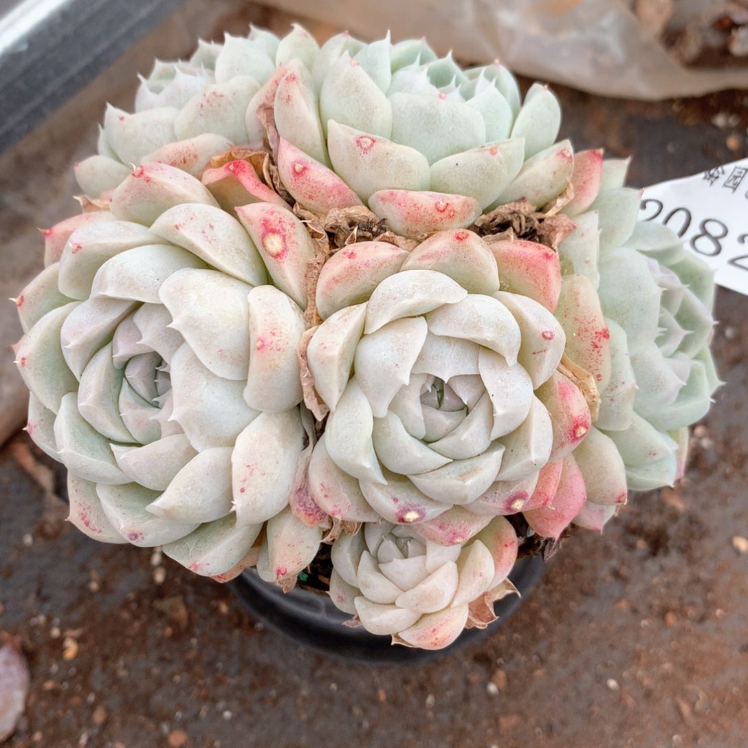 落**梅2082杂交多肉植物