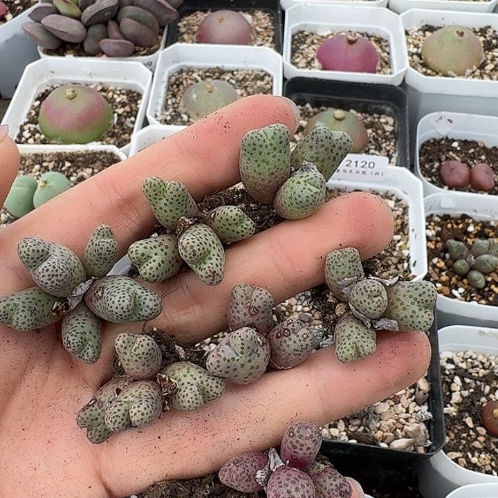 大***婷老马生石花斑马2135