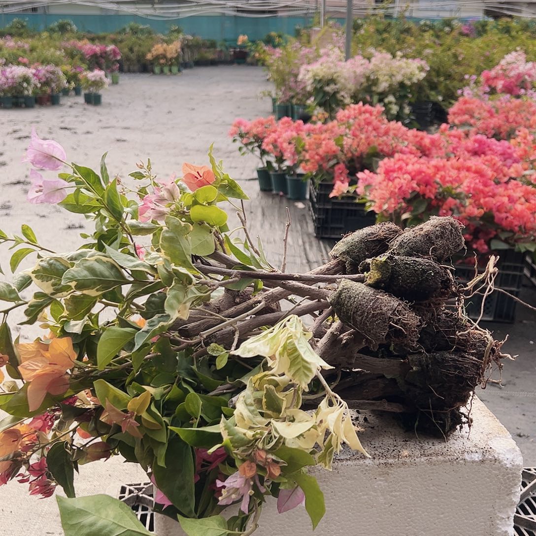 大部分花苞少量开放蛋糕苗10棵（品种会重复）