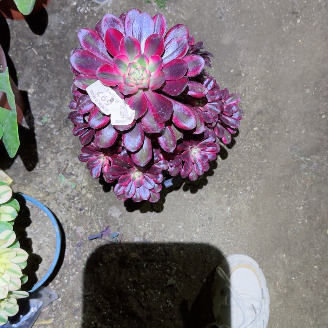 丽娜法师多肉597