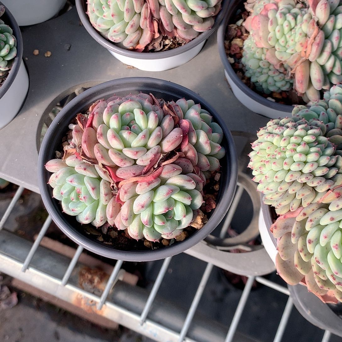 白胖子多肉植物老桩