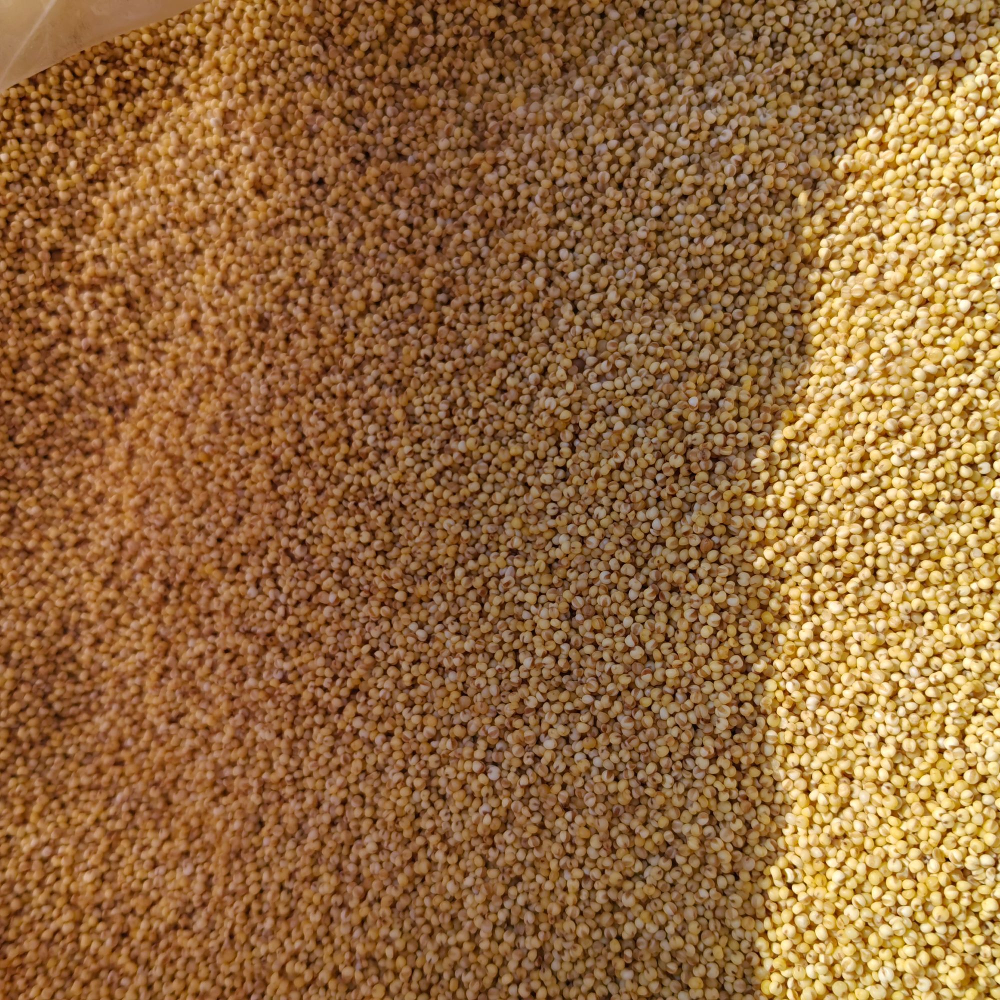 【糯小米】农户种植糯小米