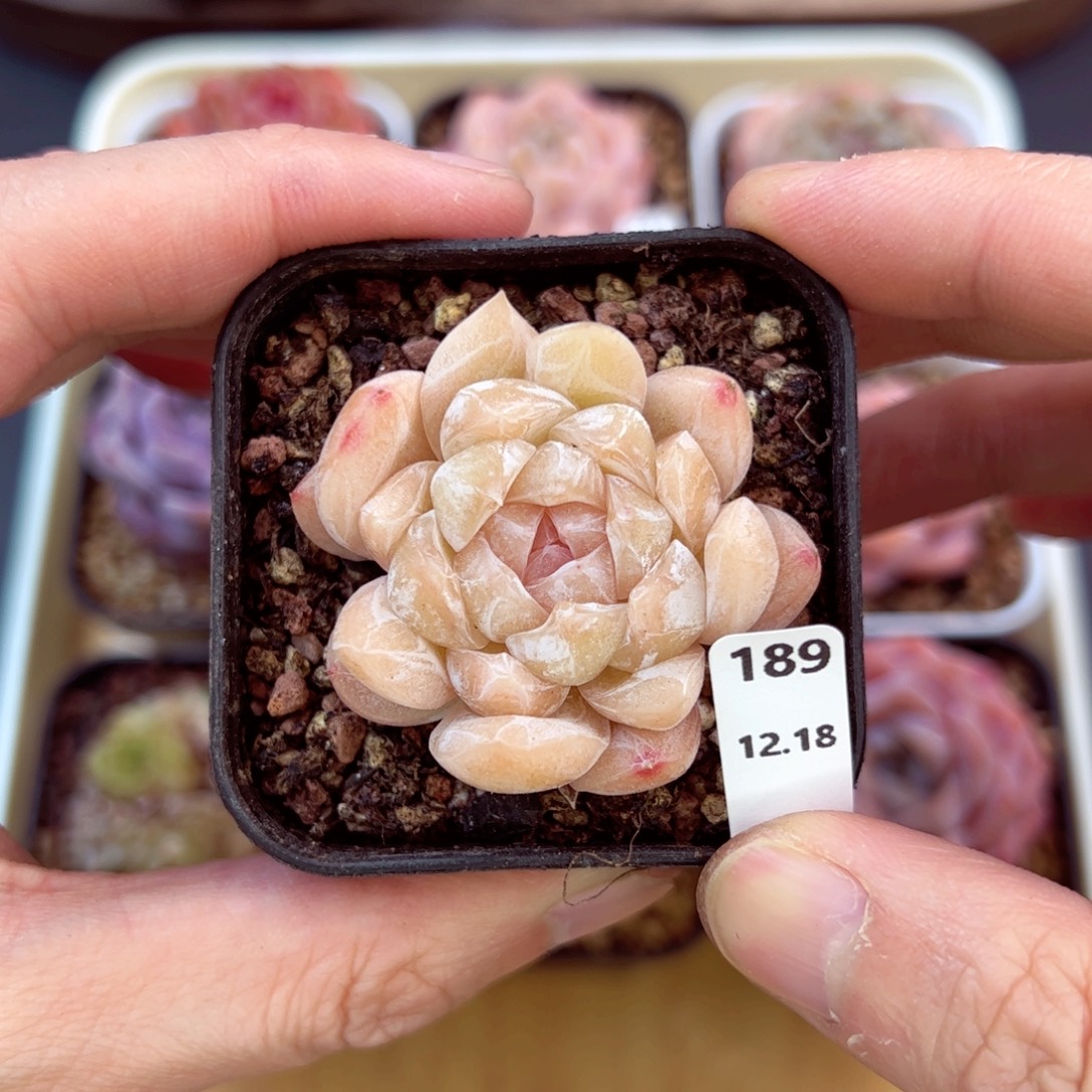 好好看189、哈哈哈哈