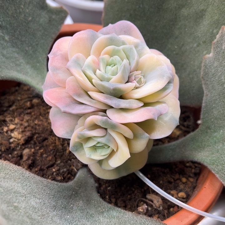 可爱玫瑰锦 夏鸣园艺