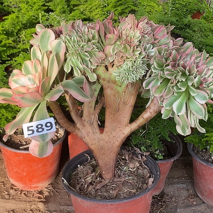 589粉女巫老庄缀化老板子