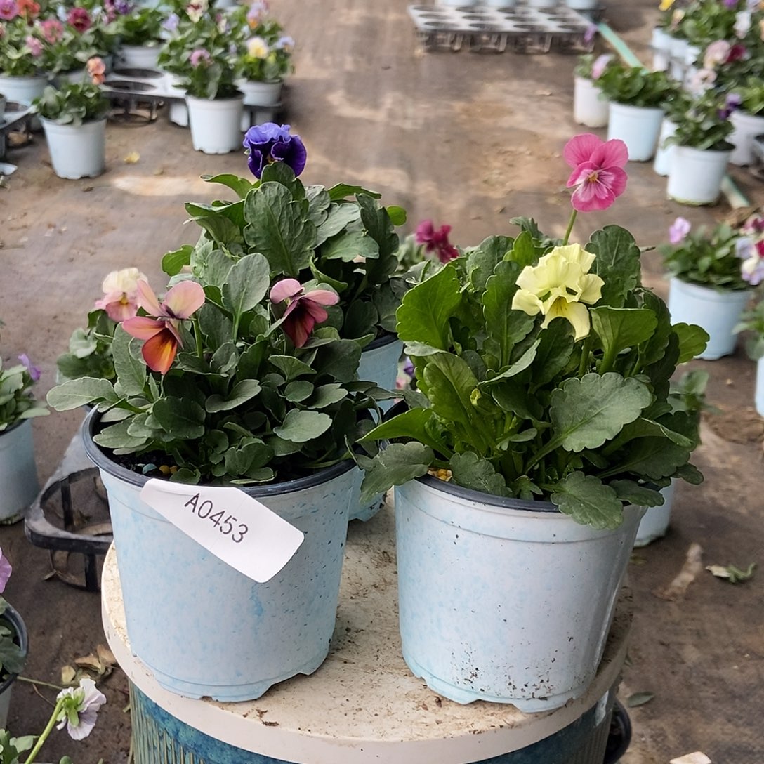 大部分花苞少量开放453