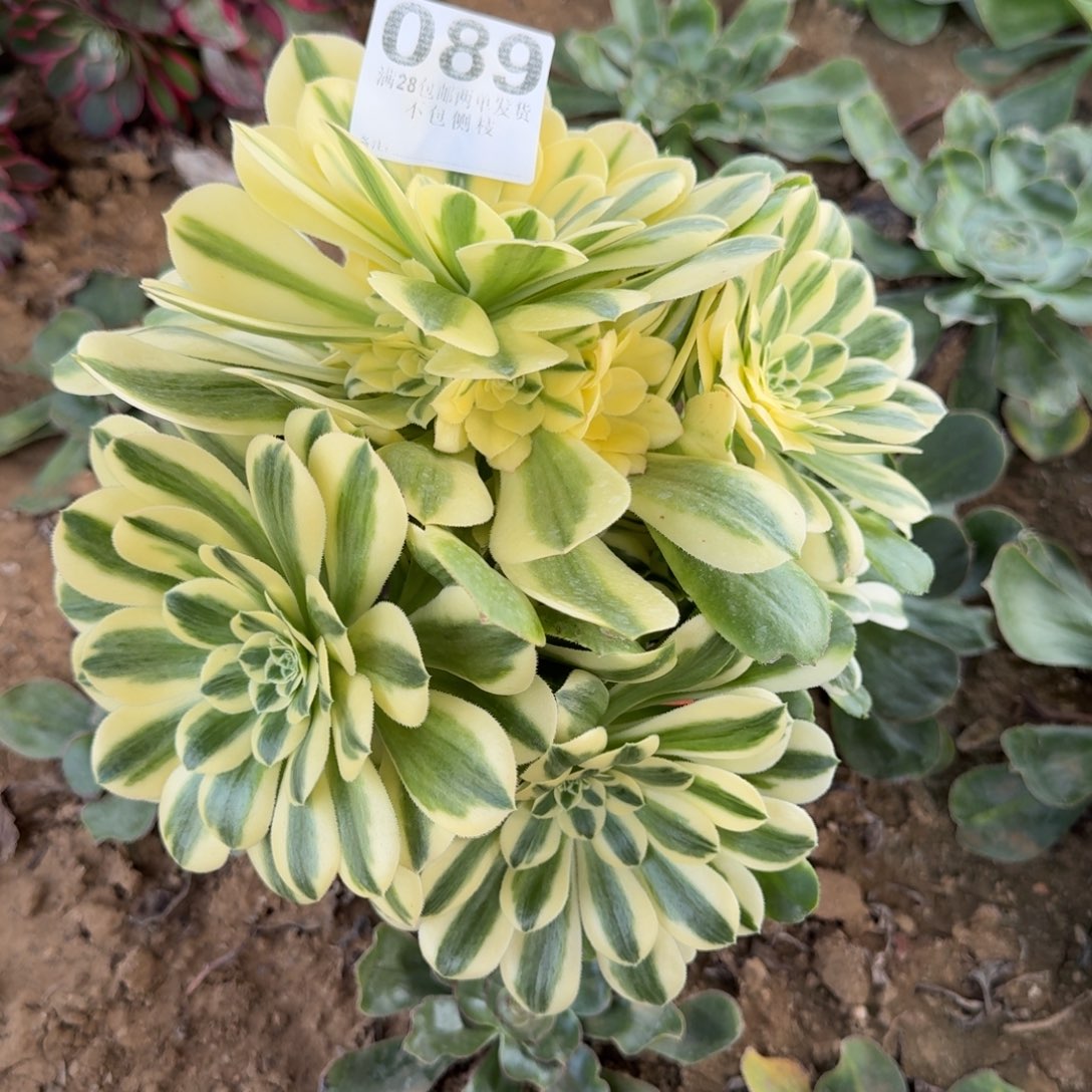 停89号辛尼亚清棚不包损