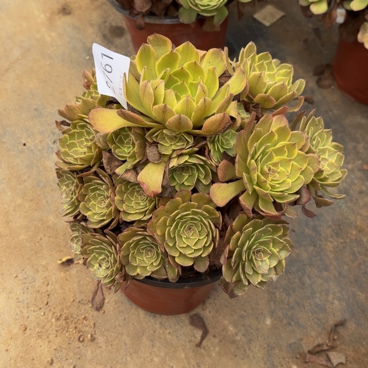 半夏多肉处理不包断头2761