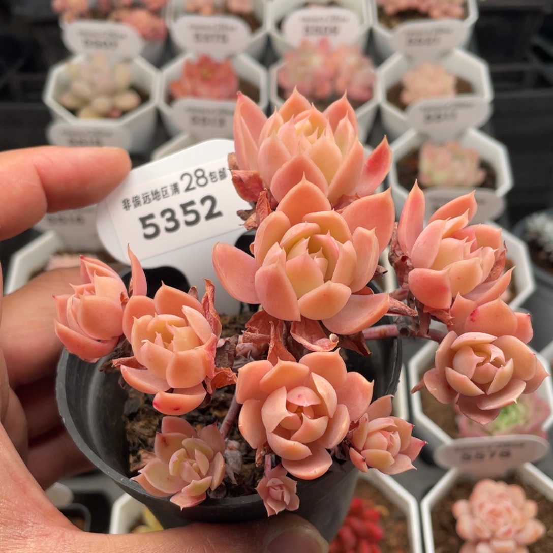 丝绸面纱5352-10厘米