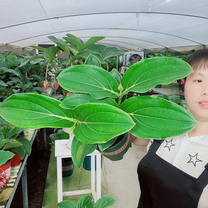 巧**然宝莲灯开花开花