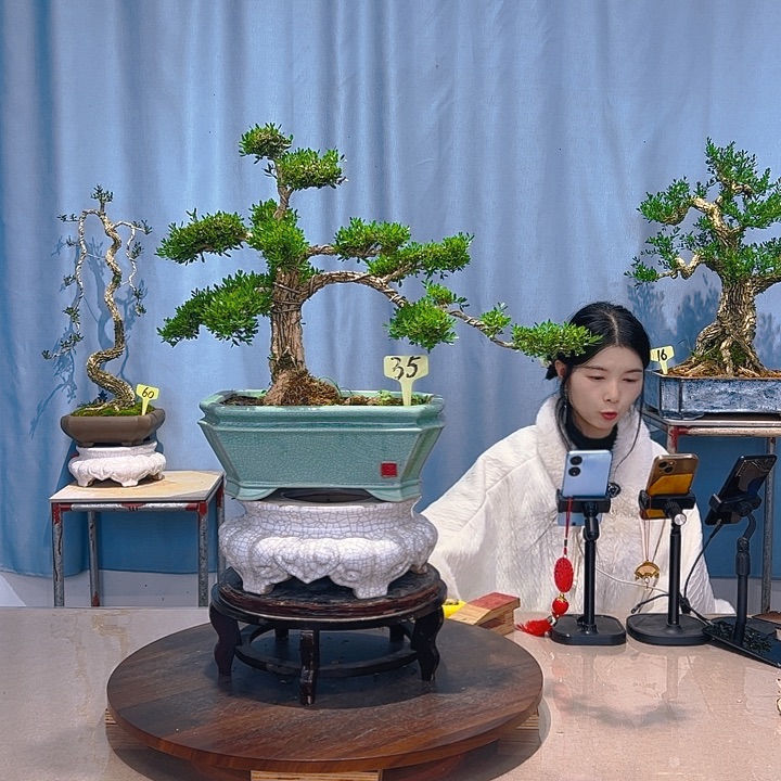 无花朵广东皱皮雀舌黄杨
