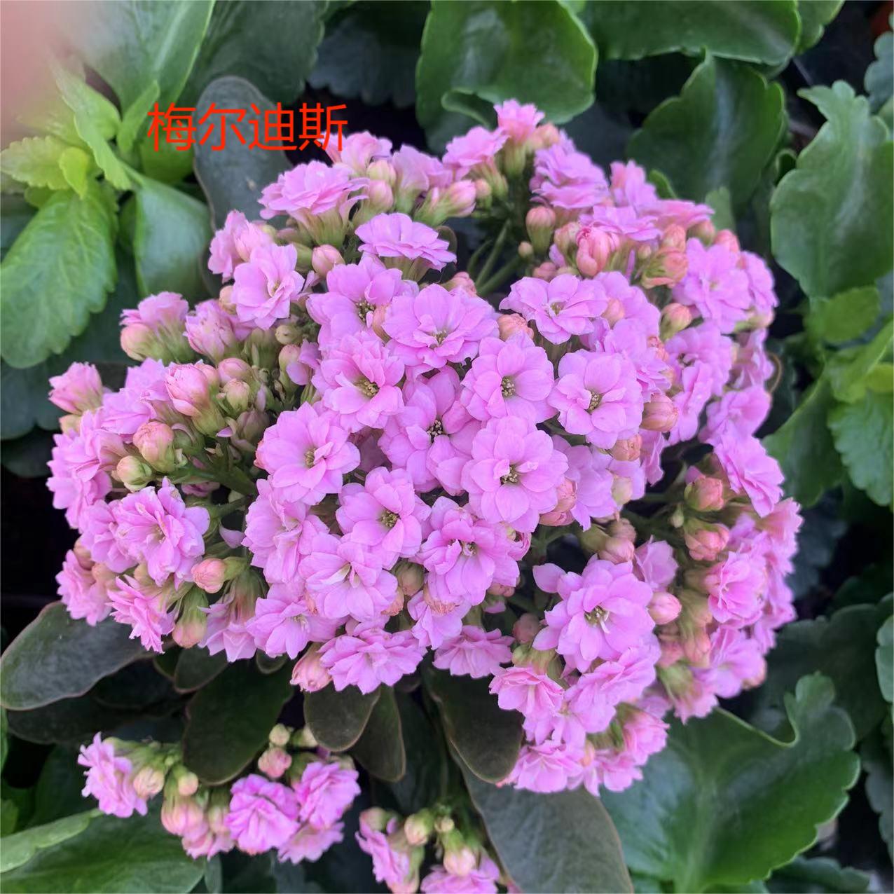 110梅尔迪斯长寿花  