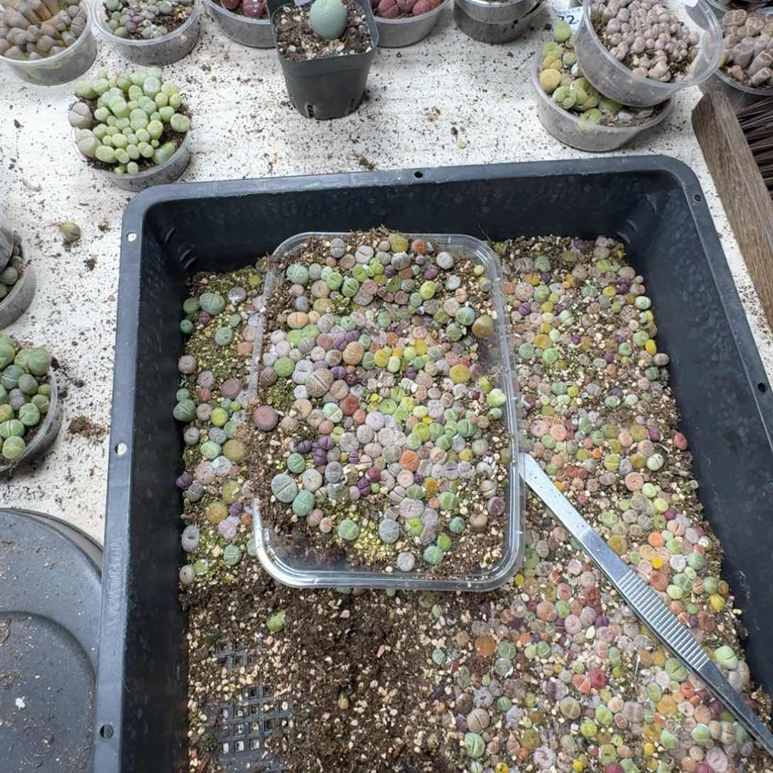 118。 彩混合一大盒。尺寸不大