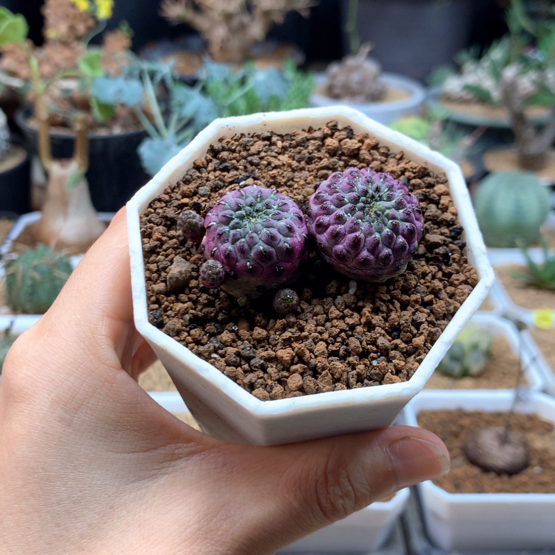 紫丽丸仙人球自根带盆