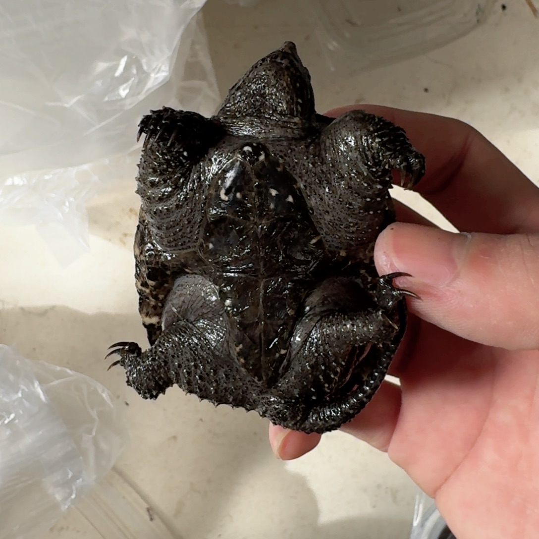 宠物龟不分公母111