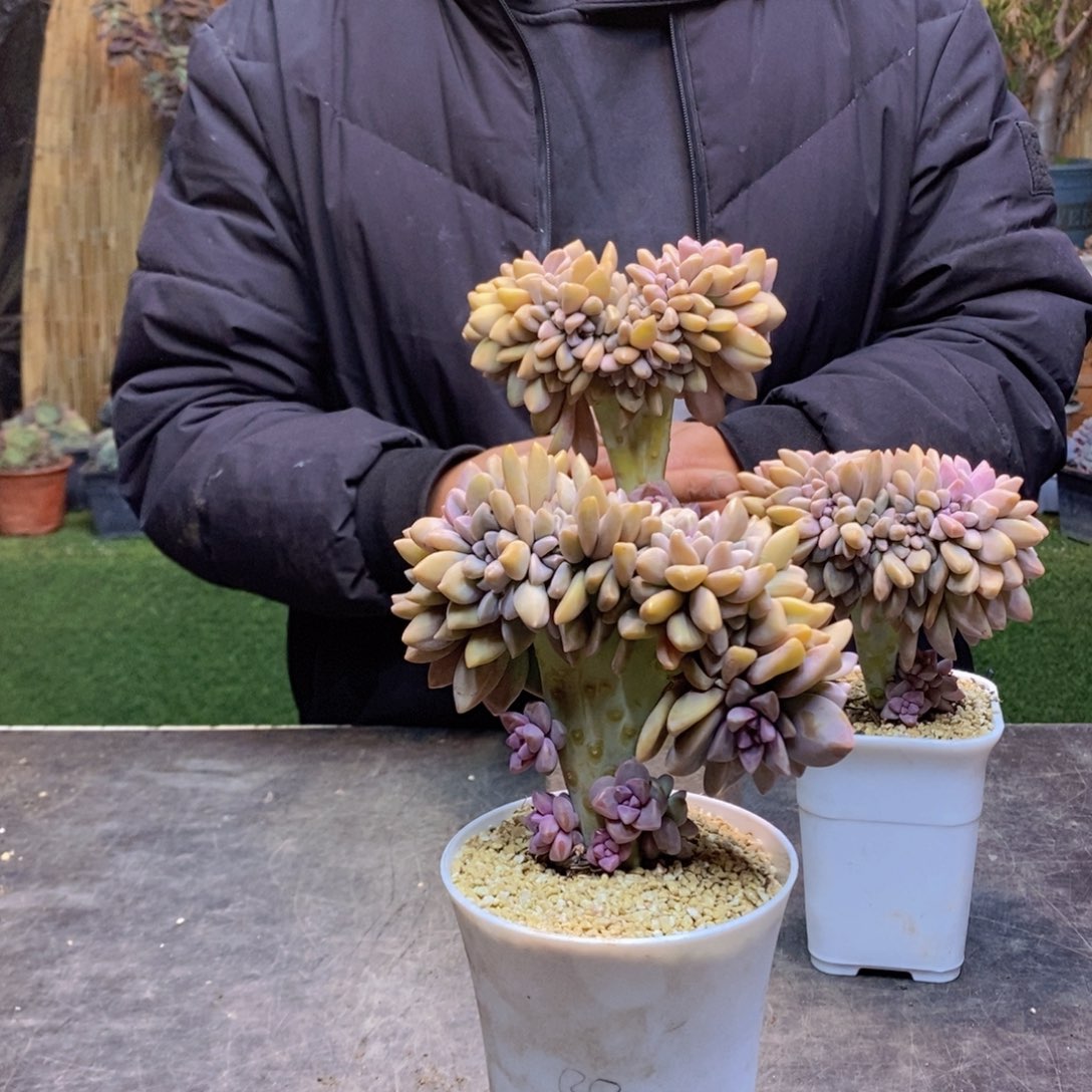 爱****山E4号淡雪缀多肉